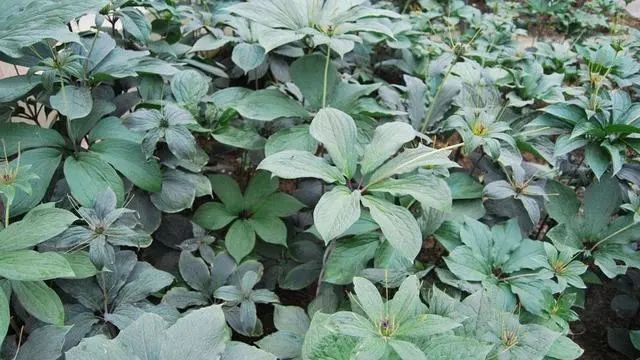 新鲜野生七叶一枝花能治病吗,农村野生七叶一枝花