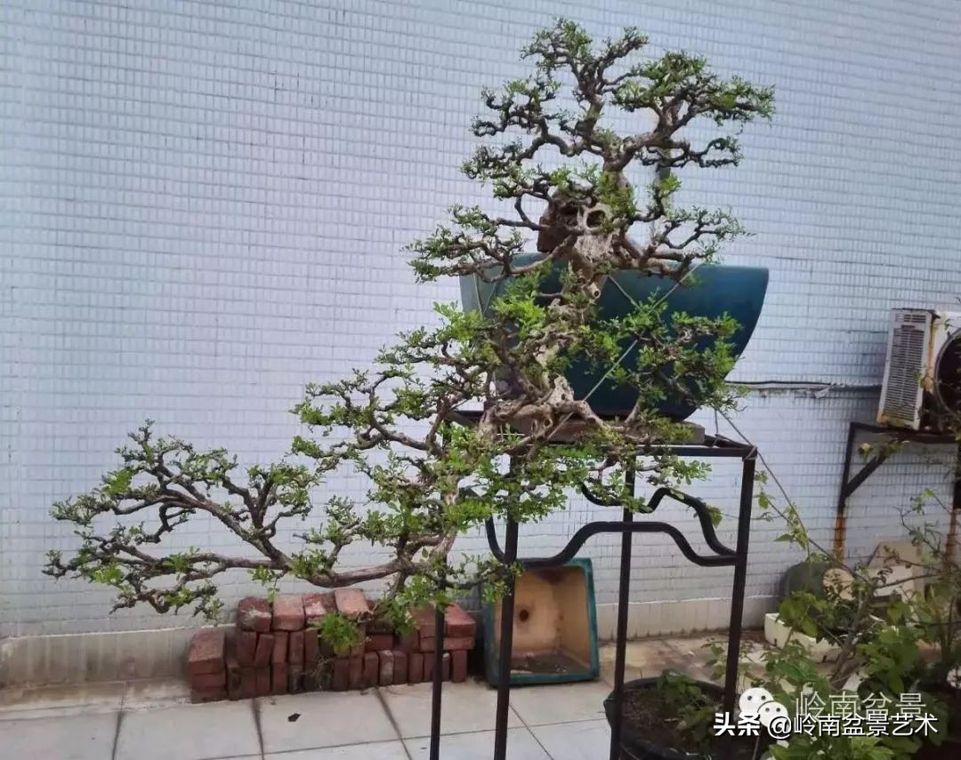 黄圃镇花店,花乡花卉绿植区