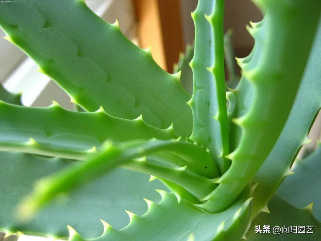 养芦荟有什么妙用,芦荟叶子用什么擦好