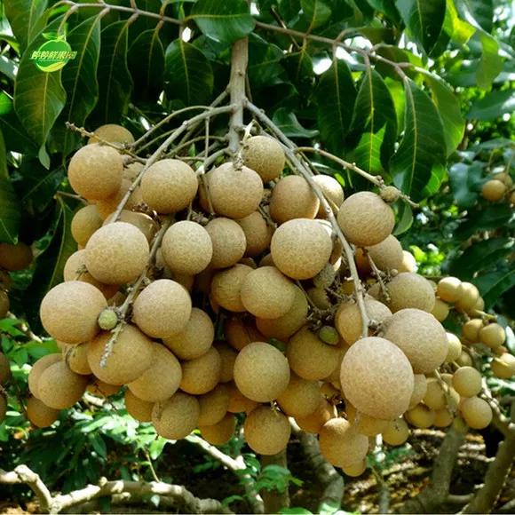 热带水果王国攀枝花,攀枝花一年四季有哪些水果