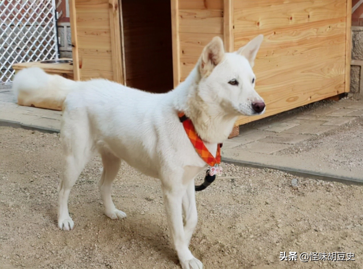 朝鲜年轻人结婚国家就给分房吗,朝鲜结婚要不要彩礼一般多少