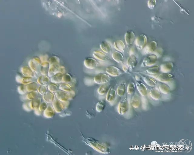 水产藻类大全图片,水产藻类知识大全