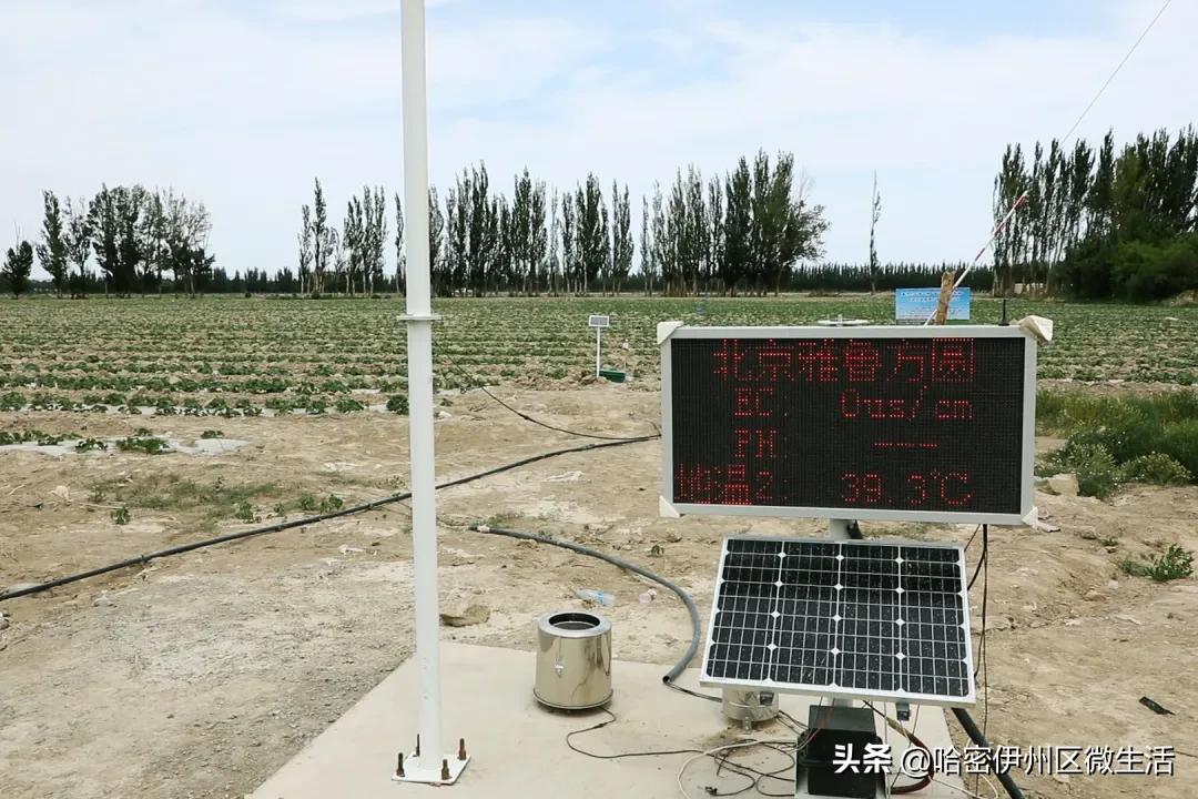 哈密市伊吾县淖毛湖镇,新疆淖毛湖晚熟哈密瓜