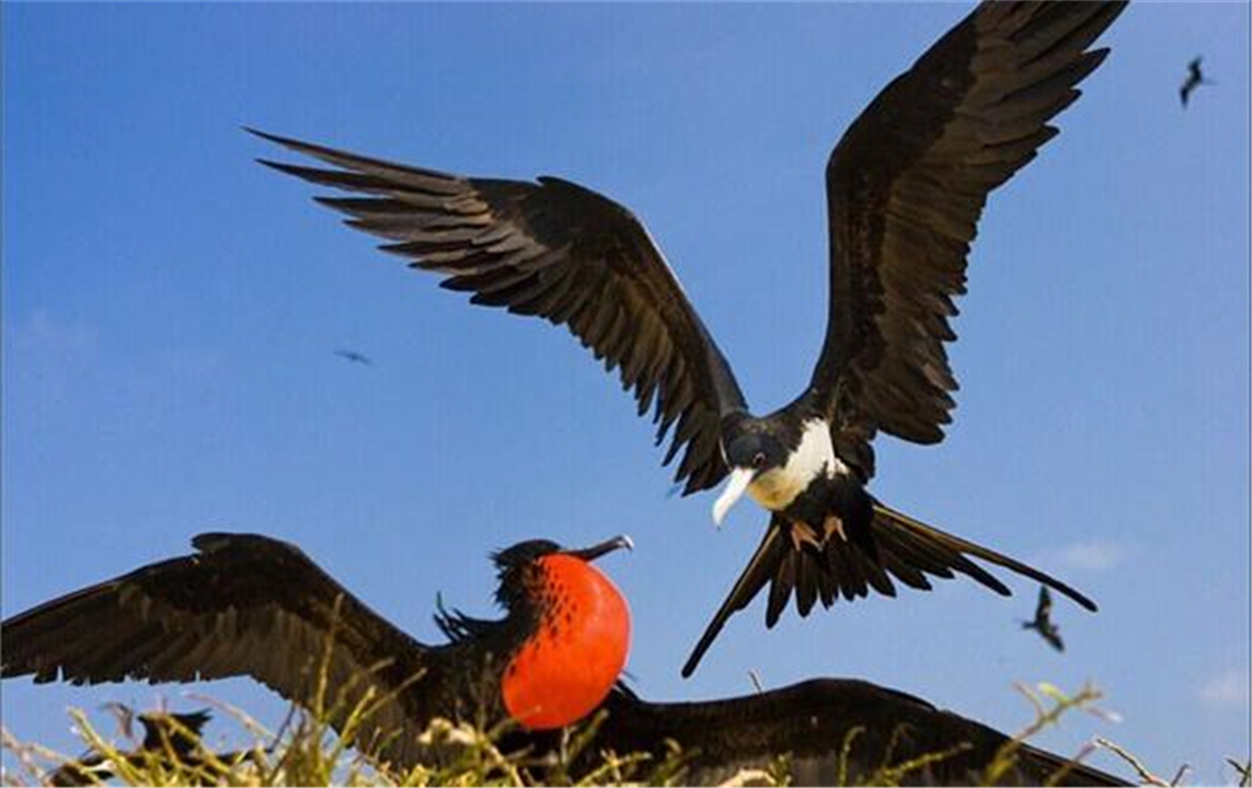 一生飞行的燕子,一生边飞边睡
