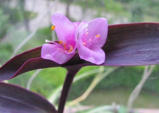 紫罗兰花期是多少天,紫罗兰花谢了还会开吗图片