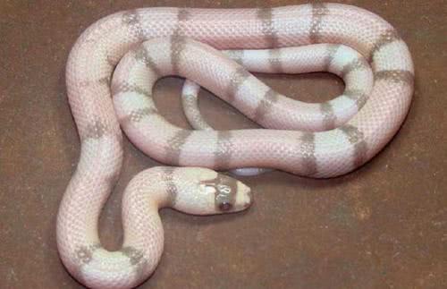 蛇受伤用什么药效果好,蛇受伤了该怎么办