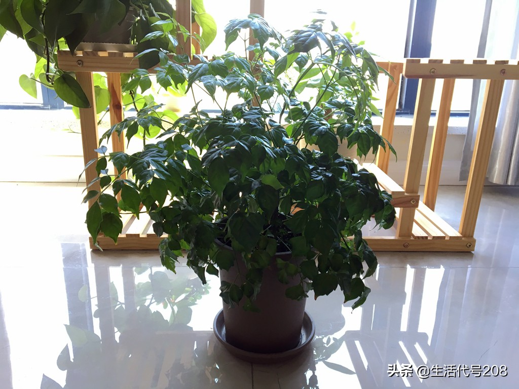 花盆里长蘑菇是好事还是坏事,花盆土里长蘑菇是好是坏