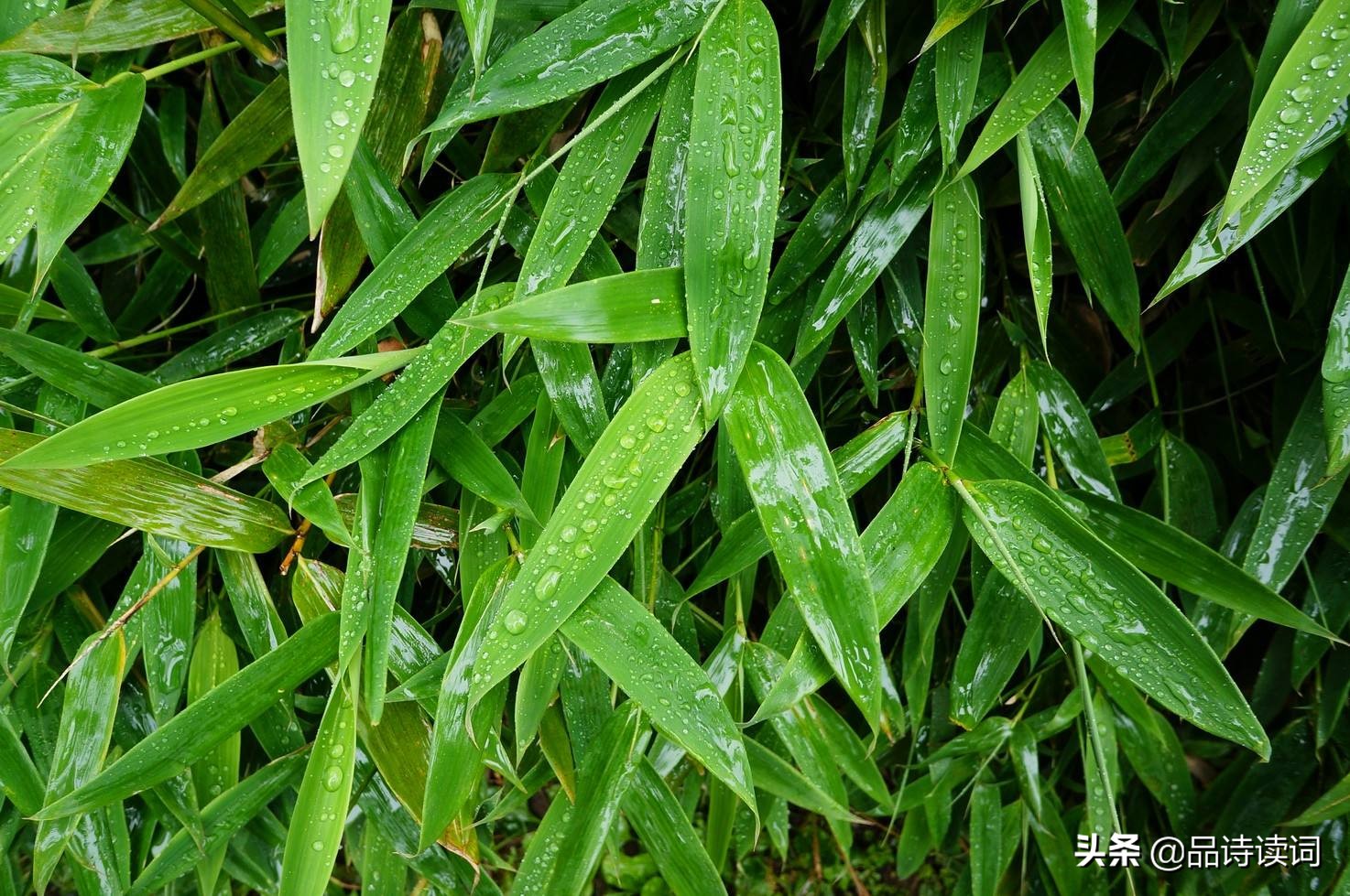 高鼎最有名的十首诗,高鼎的全部诗有哪些