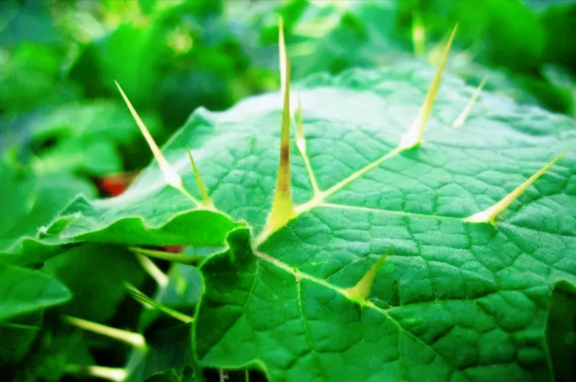 农村一种野草曾经卖300元一斤,农村这种野草外号血见愁