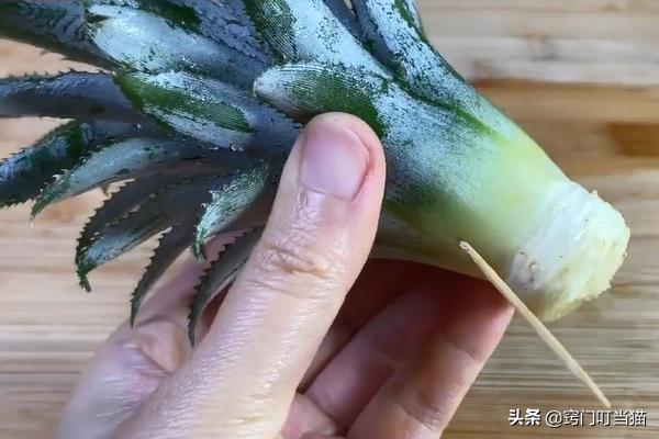 菠萝吃剩的菠萝头应该怎么处理,菠萝头扔掉太可惜留在家