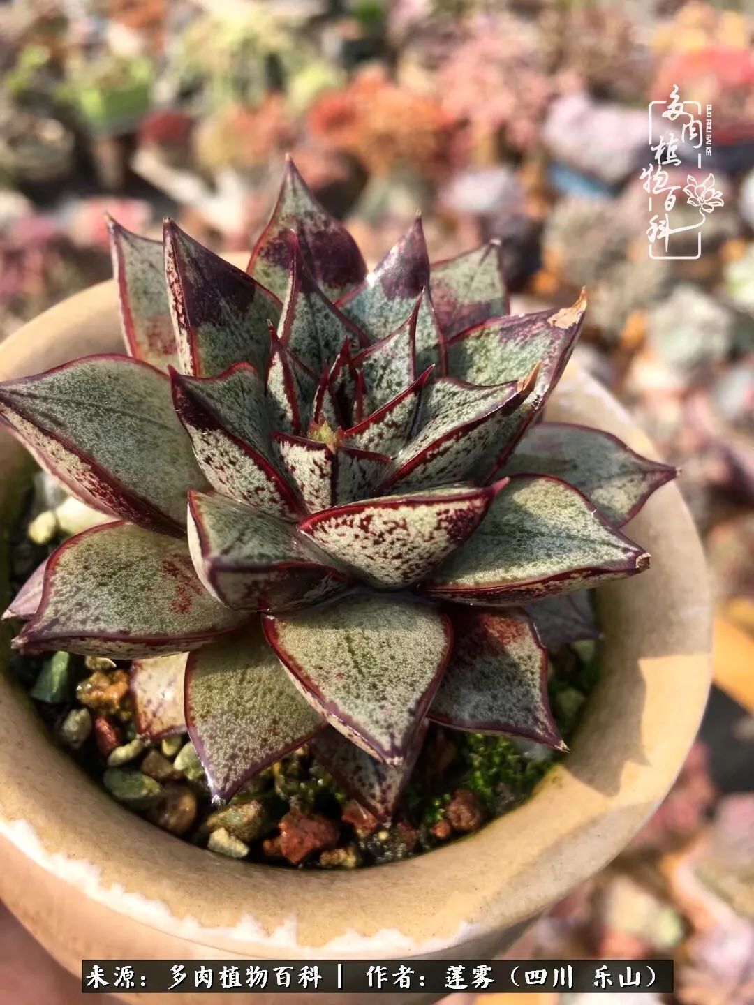 治愈系多肉精灵,初冬携一抹暖阳与多肉相伴