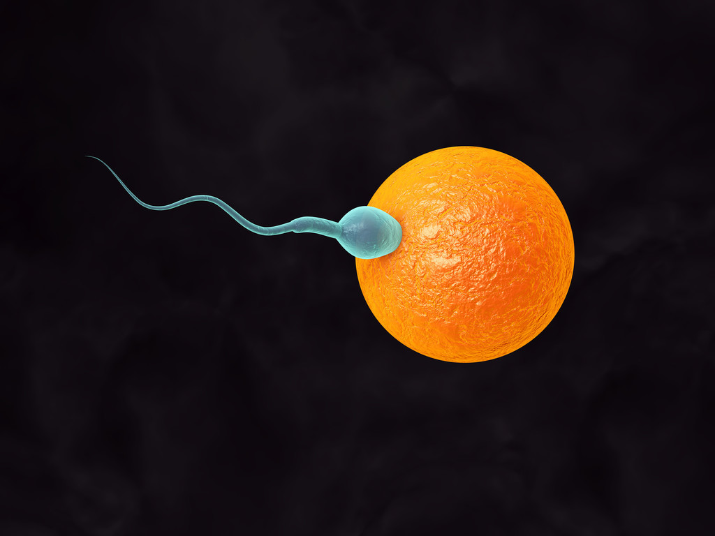 宝爸一次排出3亿蝌王子，没有和卵公主结合的都去哪了？看完别笑