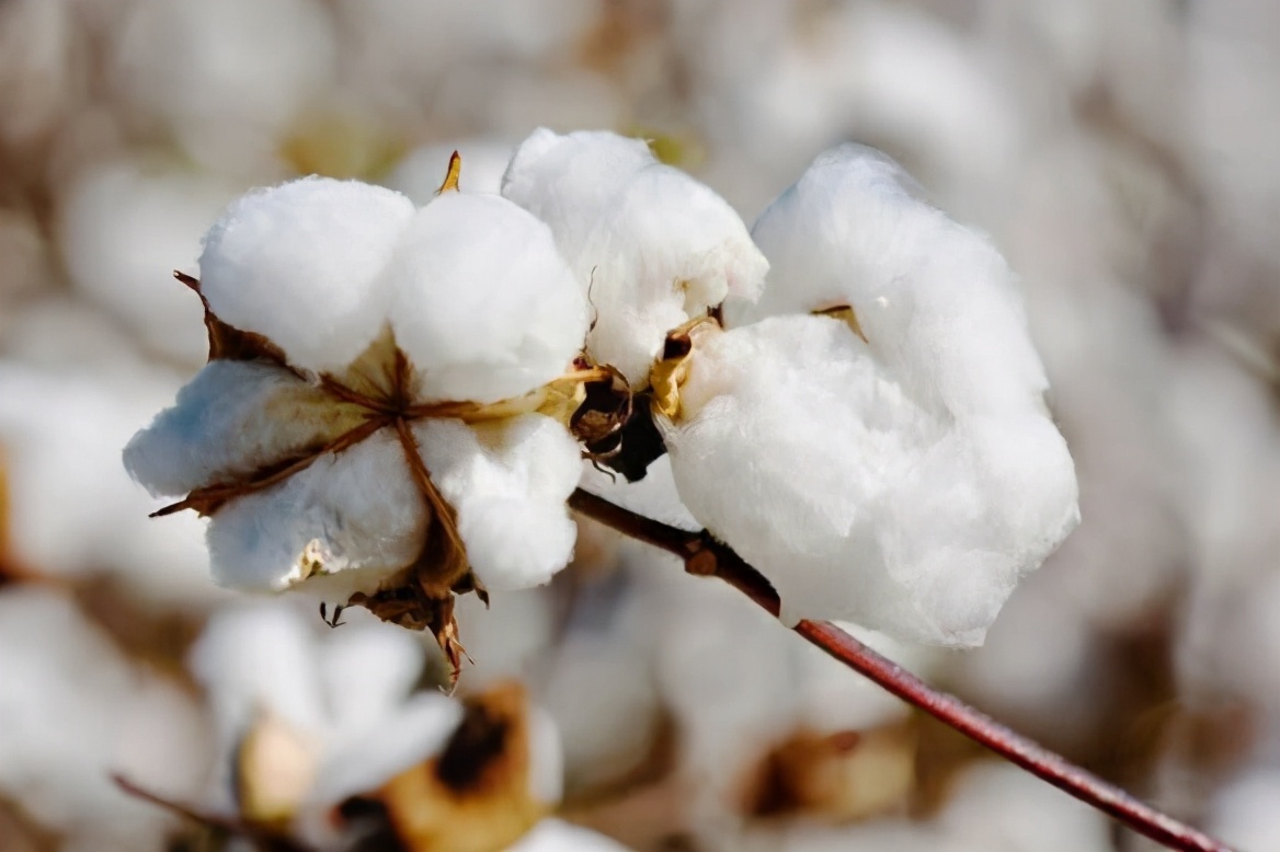 怎么选择经典百搭版型好的t恤,t恤的选择与搭配