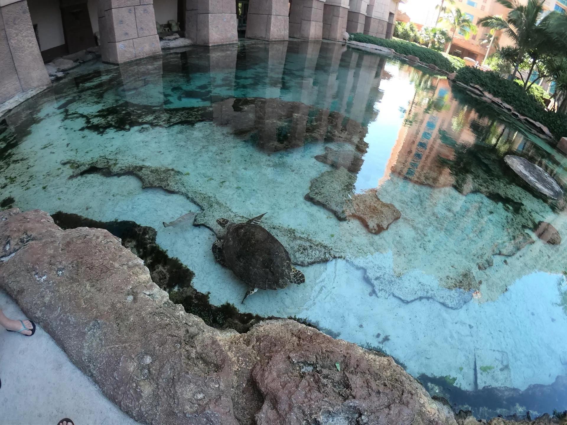 巴哈马粉色沙滩攻略,巴哈马粉沙滩