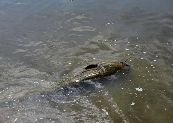 小孩挖虫子到池塘钓鱼,男孩挖蚯蚓钓鱼挖出迫击炮弹