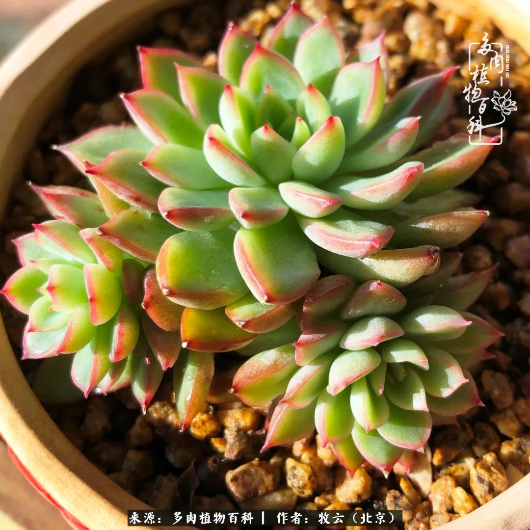 日常生活中常见的多肉植物,多肉植物神奇之处