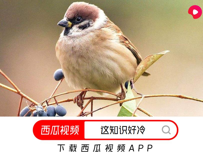 捡来的二级保护动物可以养吗,捡来的麻雀喂不活