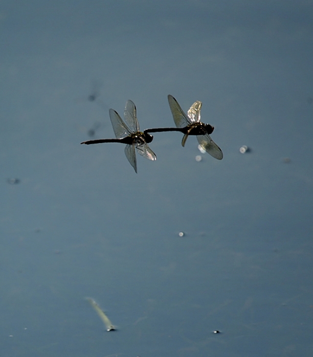 为什么蜻蜓不会杂交,蜻蜓为什么是两性生殖