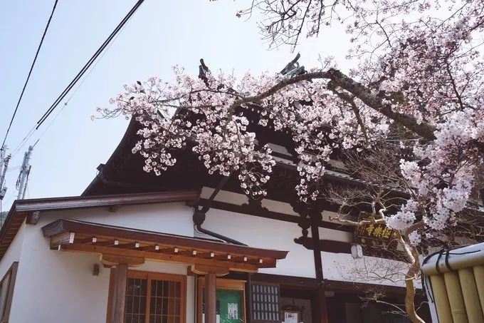 日本的樱花又开了哦,日本樱花又开了是什么梗