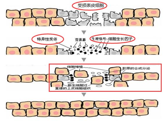 paso面膜,paso护肤品怎么样