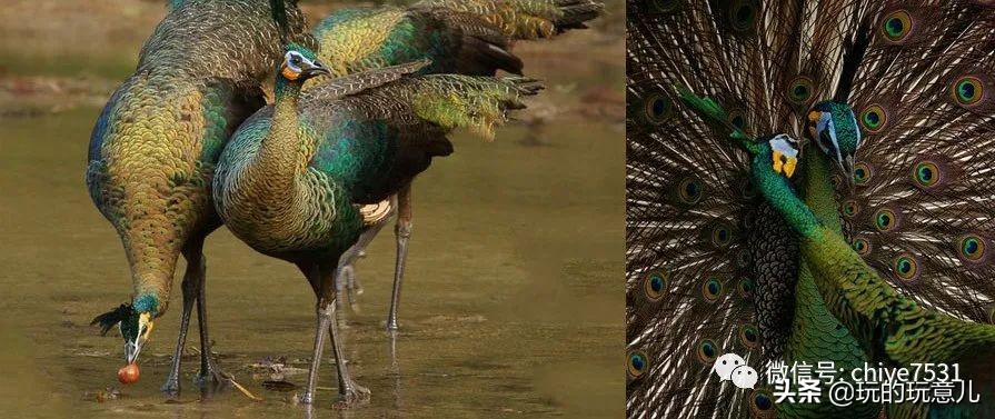 中国画孔雀名作,中国名画孔雀