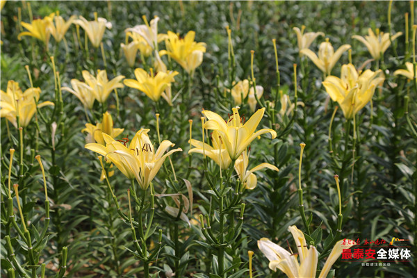 聚焦*安泰**看发展|以花为媒,惠美“泰山•百合和园”田园综合体花开最美乡村