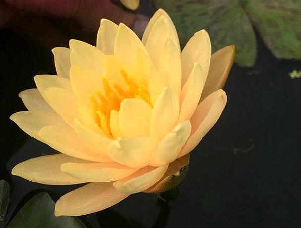 碗莲怎样种才开的花好看,新手种碗莲最简单方法