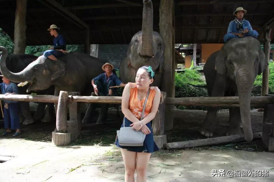 泰北玫瑰的英文,泰北玫瑰图片