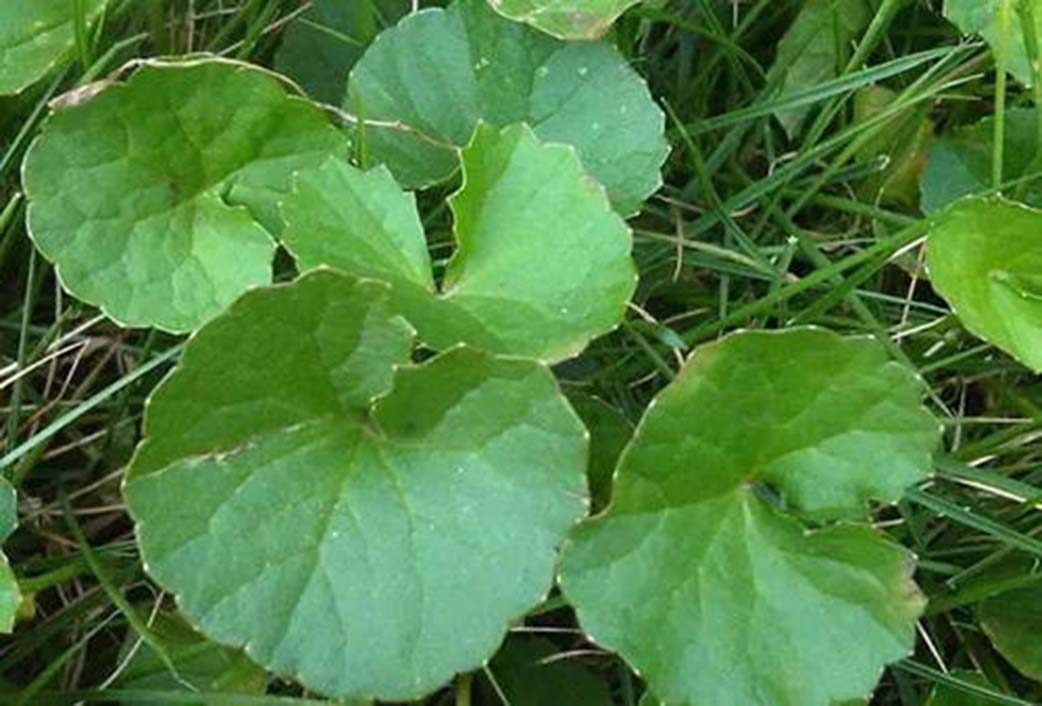 以前的杂草丛生现在已是世外桃源,崩大碗药用价值及图片