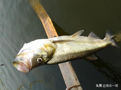 野钓翘嘴的必知技巧视频,夏季钓大翘嘴的2种靠谱方法