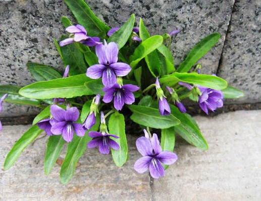 出门踏青管住嘴这种野菜可别乱吃,春季踏青路边的野菜要慎采