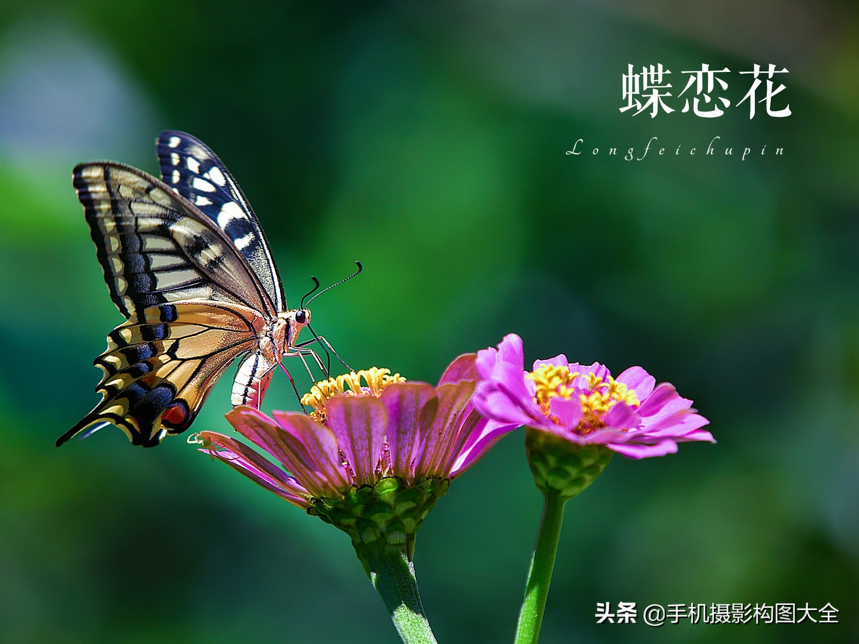 拍蝴蝶最大收获,拍蝴蝶技巧