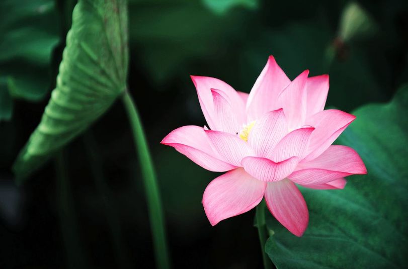 春天梅花开原创诗句,原创诗词梅开二度