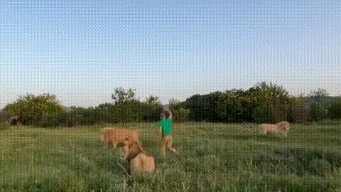 最激烈狮子打架,狮子被一群狮子群殴