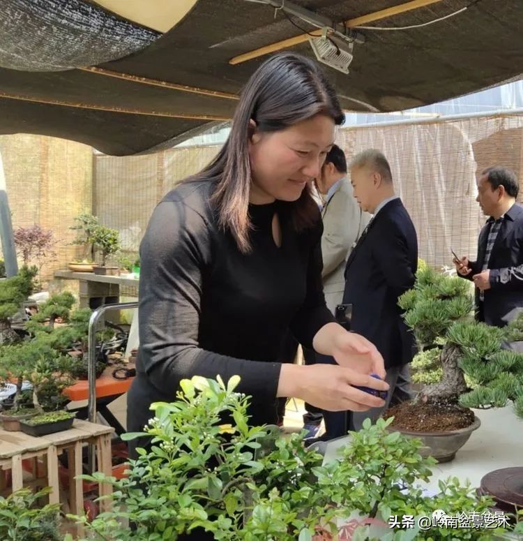 盆景产业的前景,我的盆景创业之路