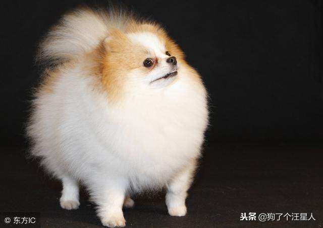 饲养博美注意事项,饲养博美有哪些注意事项