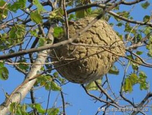 各式蜂巢,各种各样的蜂窝