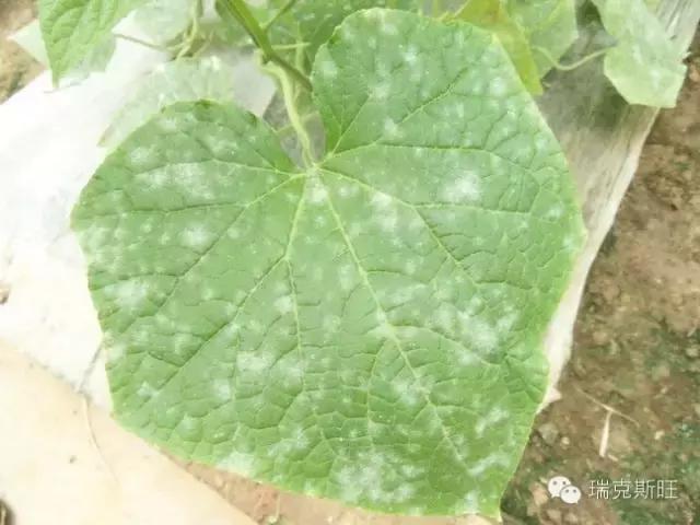 白芨病害及防治,白粉病发病规律防治措施