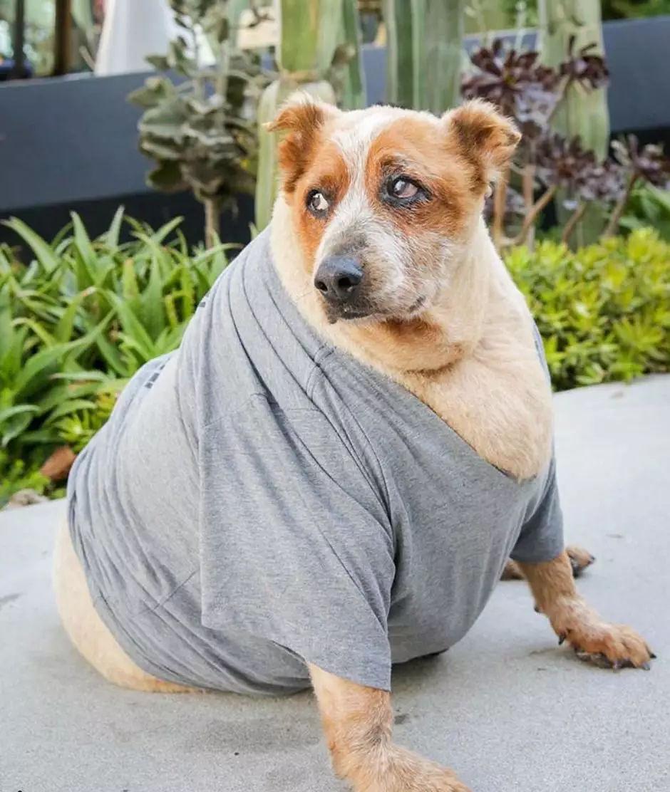 狗狗挑食导致营养不良怎么办,防治狗狗营养不良