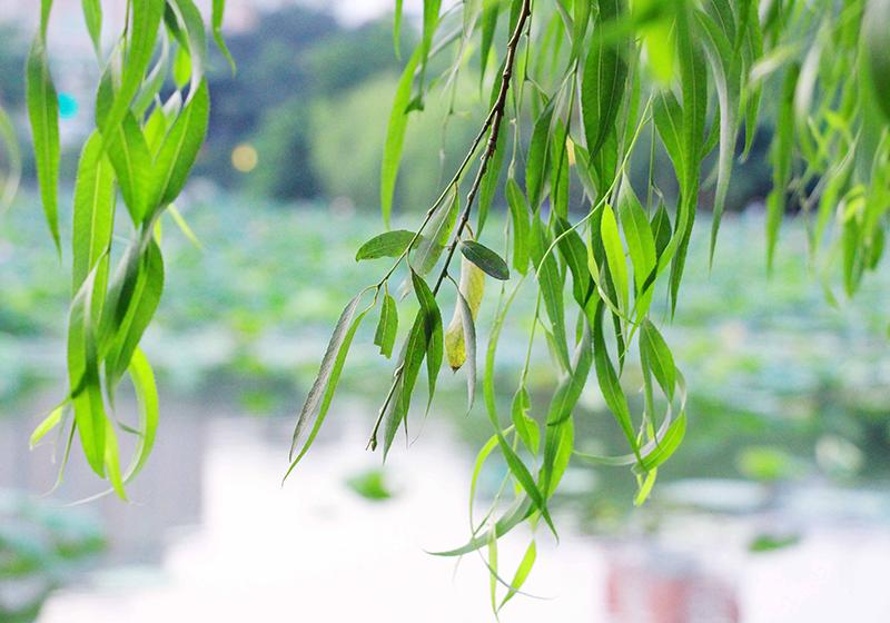 永远不凋零的玫瑰花,永不凋零的花