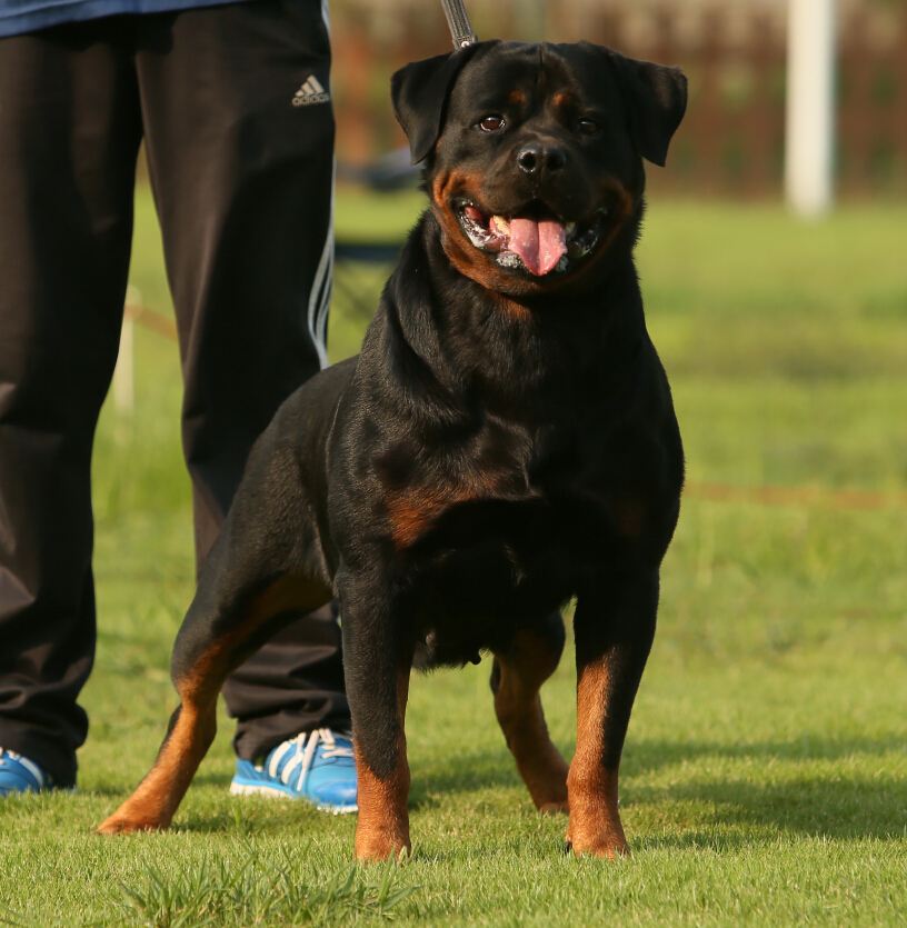 各品种犬最常见的遗传缺陷，在养待养的都看一下