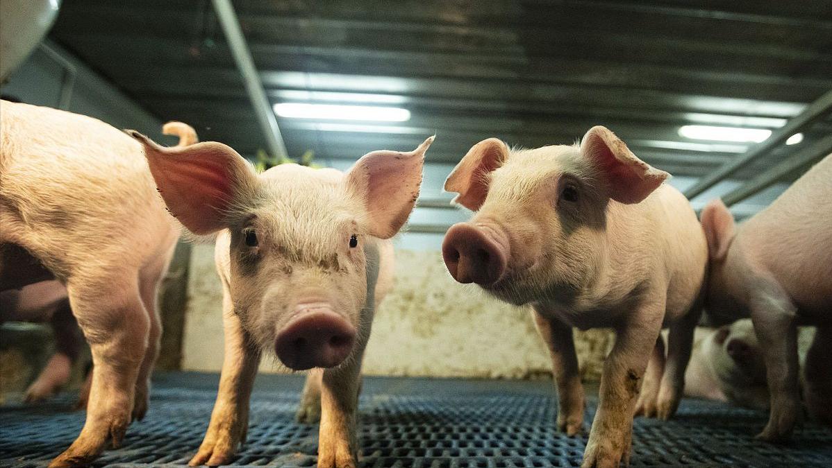 猪价上涨一毛后市如何,猪价上涨养猪盈利