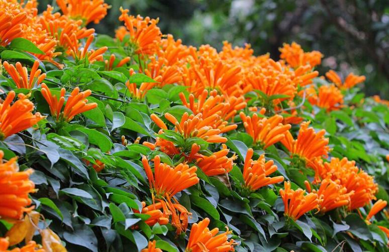 哪种爬墙花最香最好看又好养活,爬墙系列花