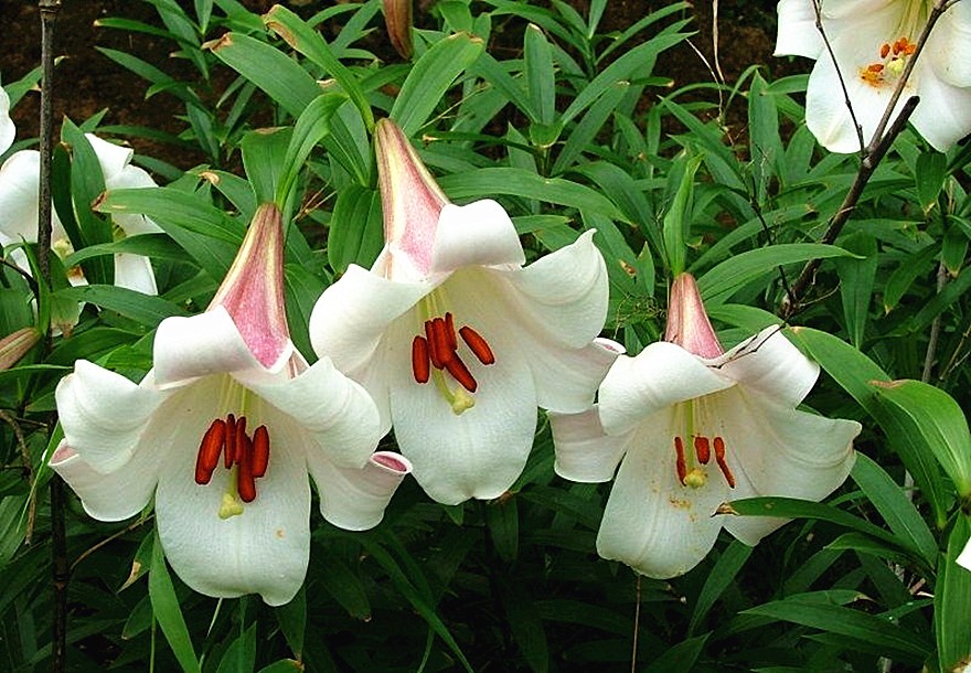 十二星座中谁跟天蝎最合适,十二星座谁最能读懂天蝎