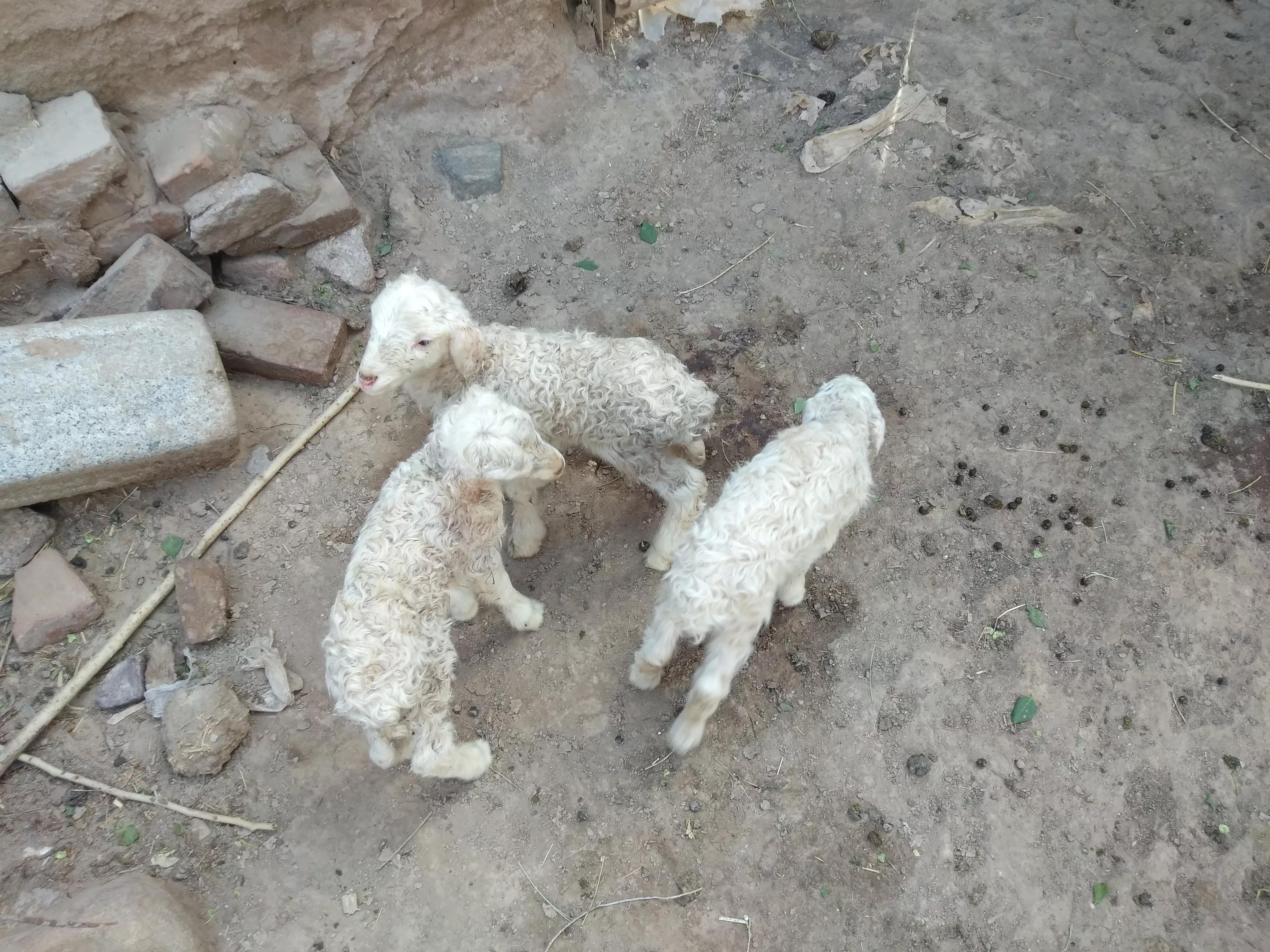 贷款养羊会失败吗,贷款养羊贷多少钱能贷出来