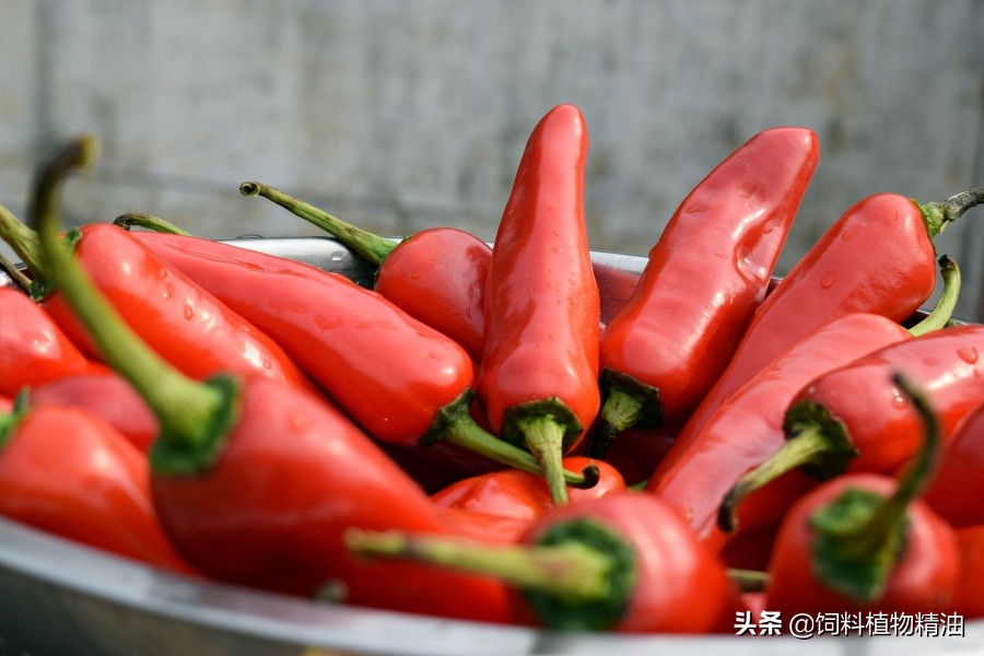 辣椒素对犊牛生长性能的影响,辣椒素制备技术