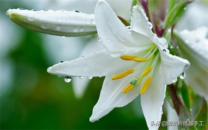 百合百年好合国画简单,百合简单剪纸