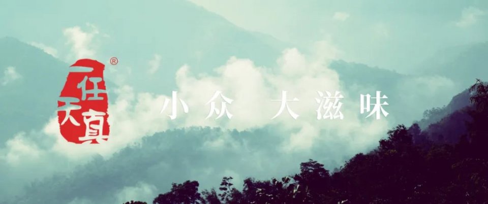 一任天真盈香易泡:冷泡,闷泡,淋泡轮番上阵怎么泡都好喝