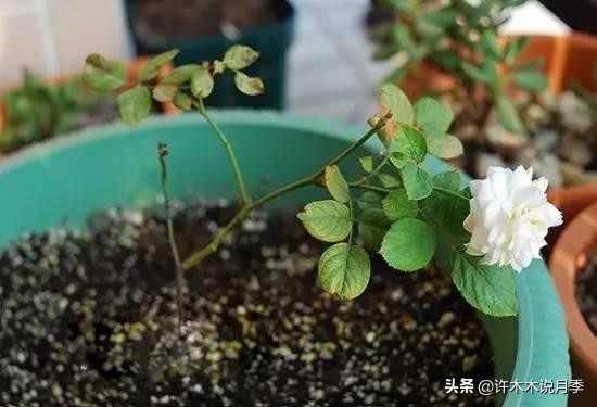 网购月季黄叶嫩芽枯萎怎么处理,网购的月季小苗黄叶了怎么栽种