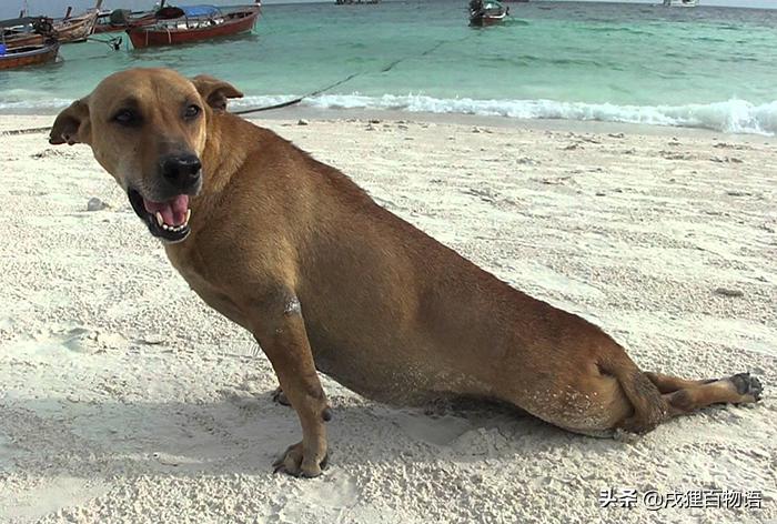 哪些狗狗遭遇了不好的事情,那些年狗狗生过的病